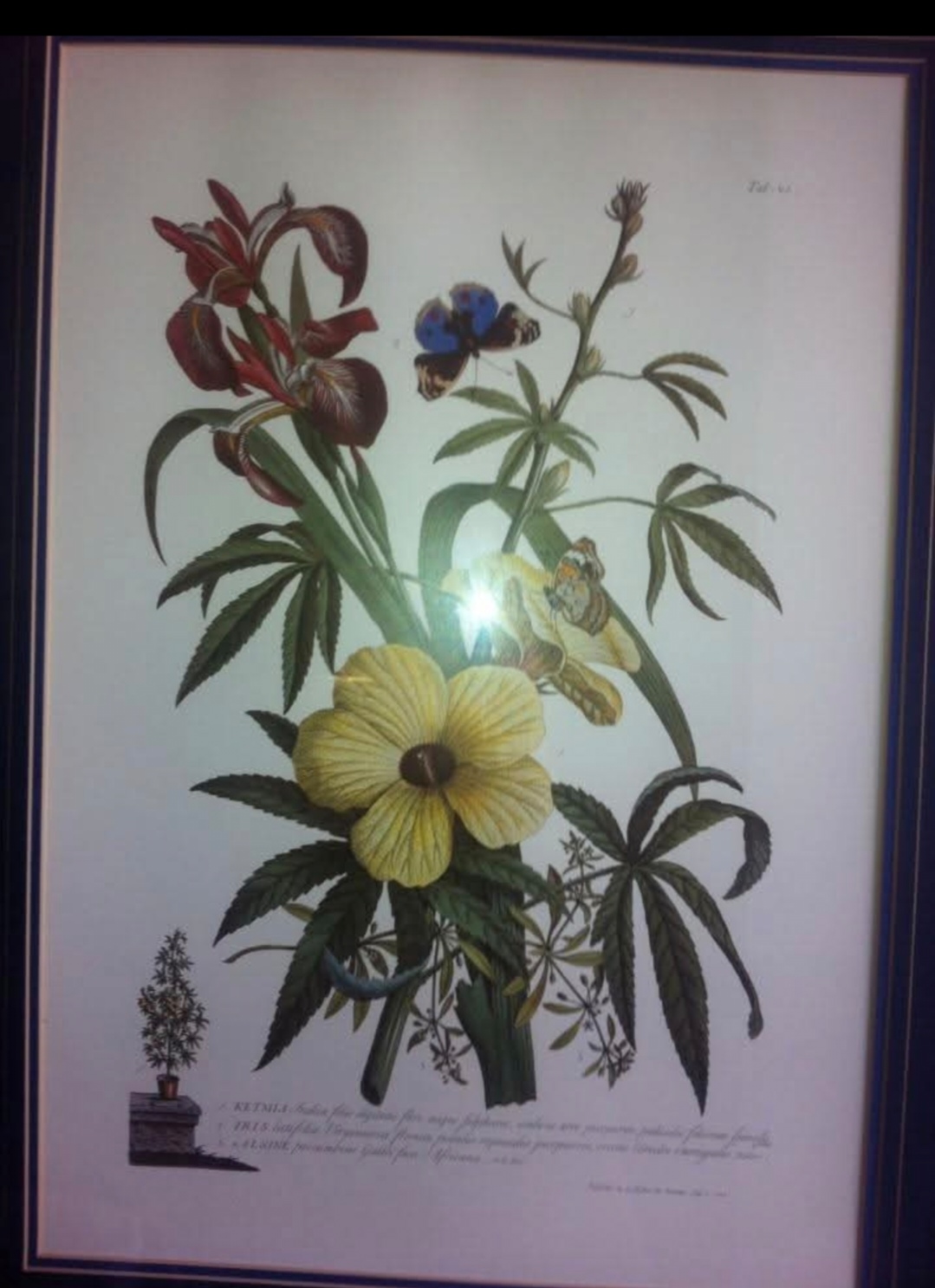 Botanična slika konoplje, iris in hibiskus — iz hotelske sobe v Dubaju, 2013