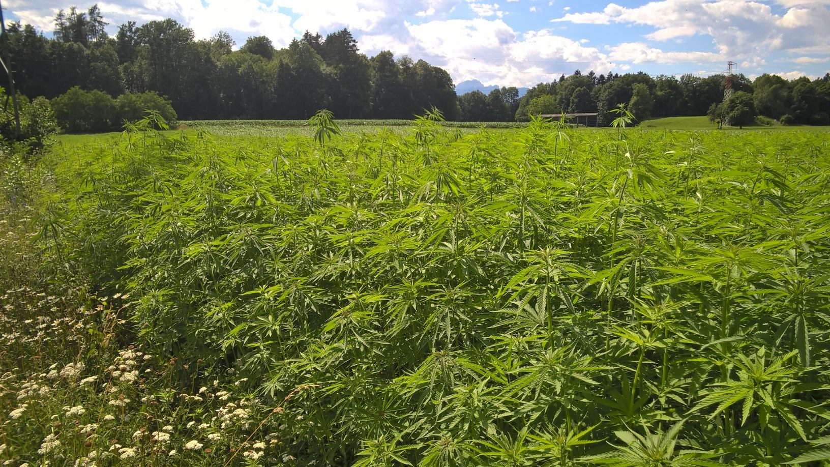 Konopljino polje v Sloveniji 3